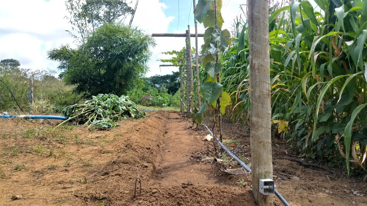 A importância da Cobertura do solo nas áreas de cultivo